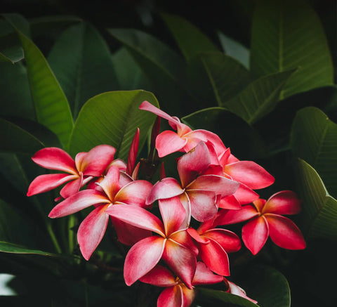 Description of image