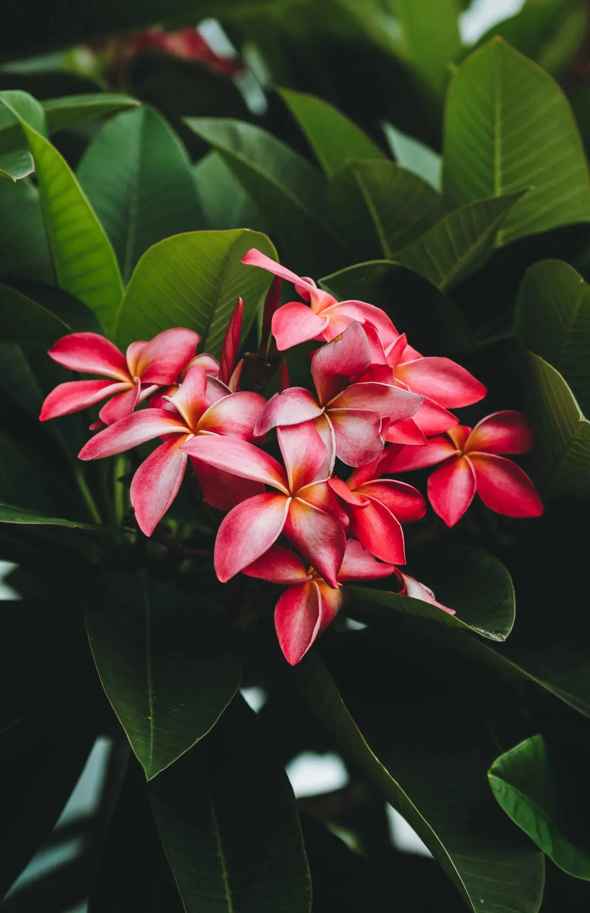 A vibrant cluster of pink and yellow Frangipani flowers nestled among deep green leaves, serving as the design inspiration for the Frangipani Collection.